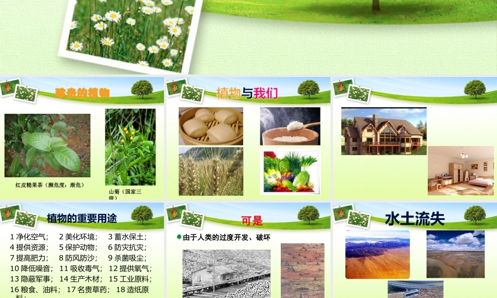 人美版美术一年级下册-保护植物.ppt