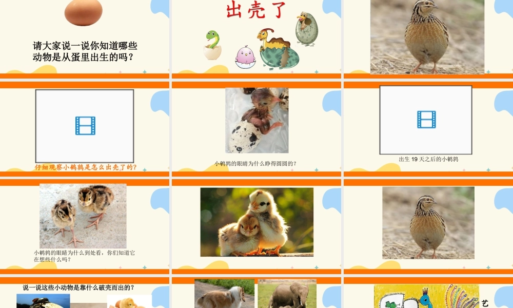 人美版美术一年级下册第三课出壳了课件.ppt