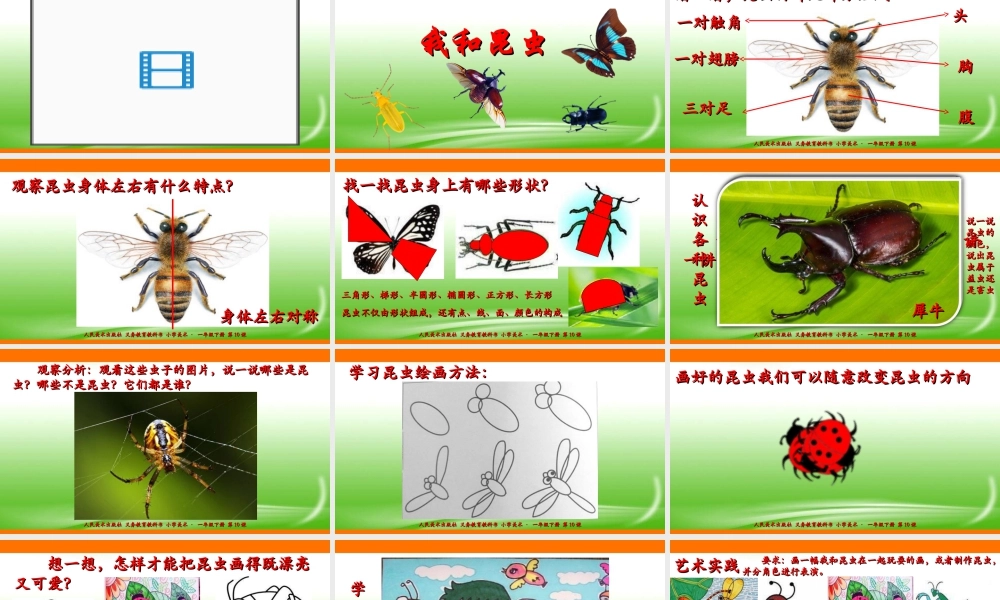 人美版美术一年级下册第十课《我和昆虫》课件.ppt