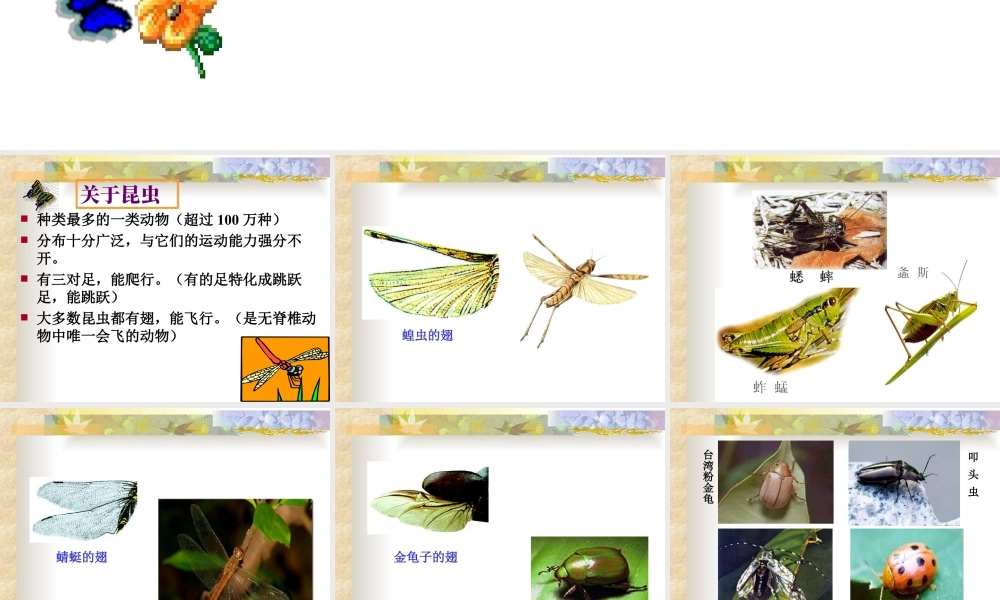 人美版美术一年级下册-空中飞行的动物.ppt