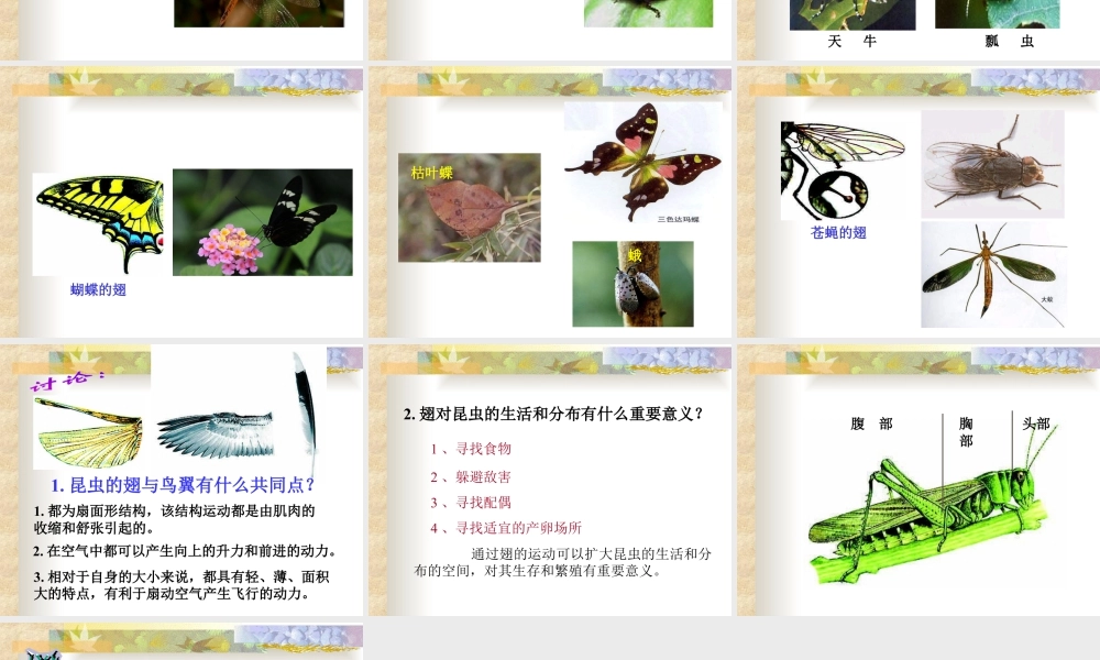 人美版美术一年级下册-空中飞行的动物.ppt