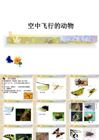 人美版美术一年级下册-空中飞行的动物.ppt