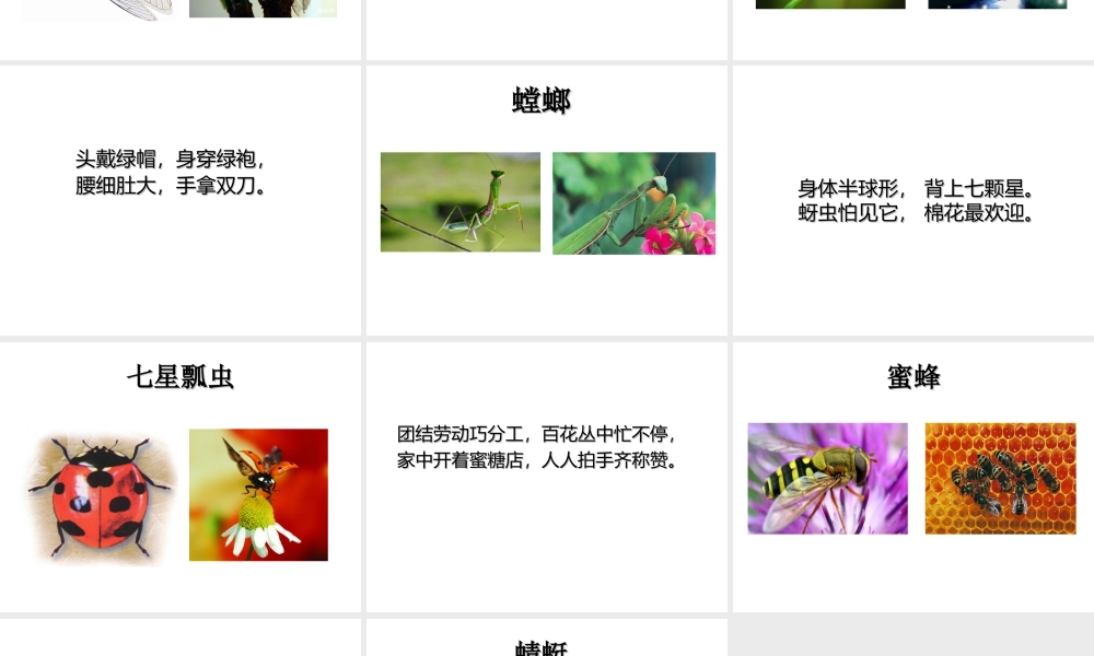 人美版美术一年级下册-昆虫谜语.ppt