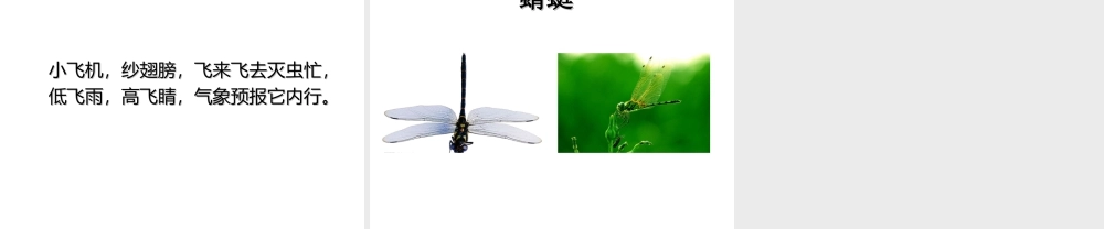 人美版美术一年级下册-昆虫谜语.ppt