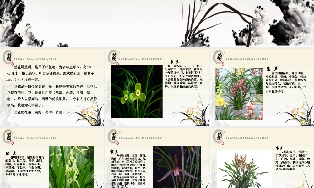 人美版美术一年级下册-兰花.ppt