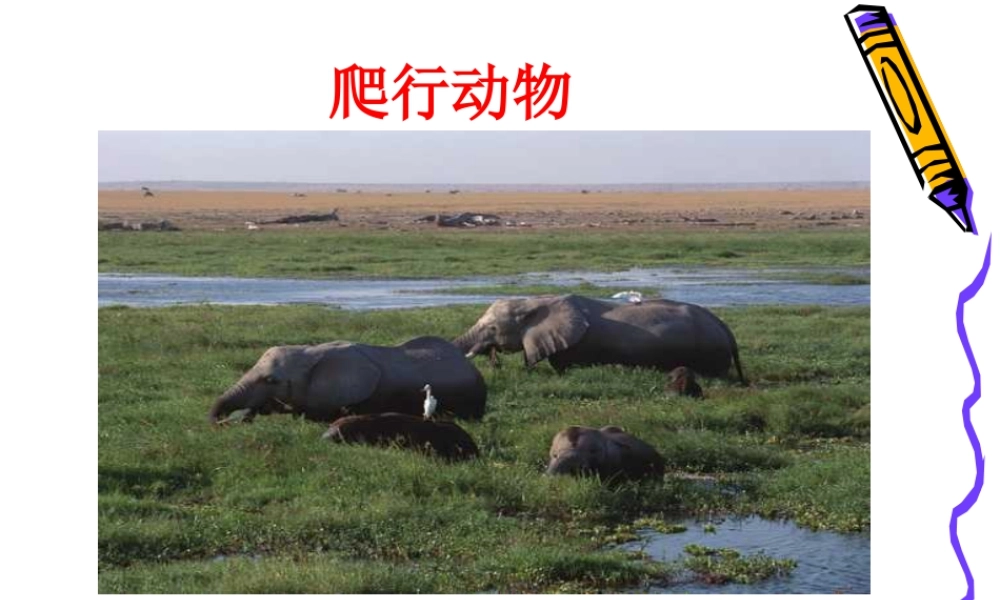 人美版美术一年级下册-爬行动物.ppt