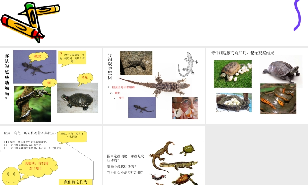 人美版美术一年级下册-爬行动物.ppt