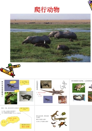 人美版美术一年级下册-爬行动物.ppt