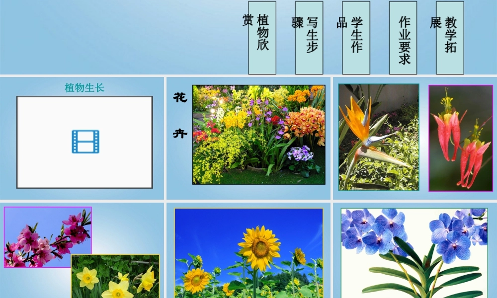 人美版小学美术4年级（下）第1课 植物写生 课件 人美版 (1).ppt