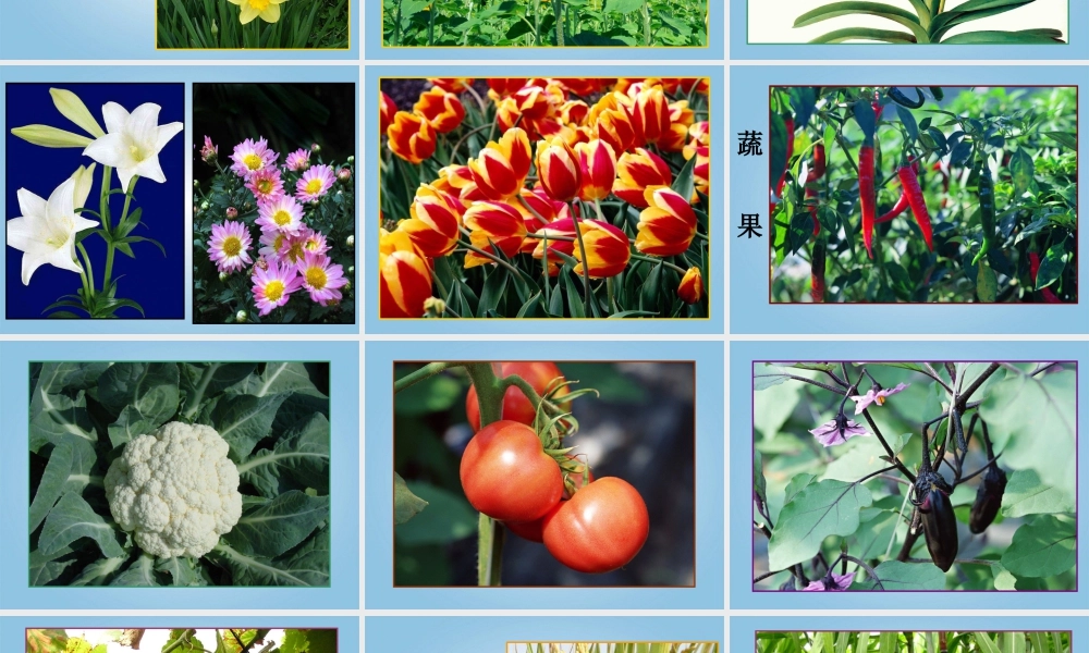 人美版小学美术4年级（下）第1课 植物写生 课件 人美版 (1).ppt