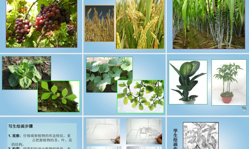 人美版小学美术4年级（下）第1课 植物写生 课件 人美版 (1).ppt