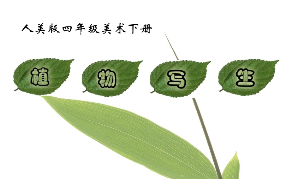 人美版小学美术4年级（下）第1课 植物写生 课件 人美版 (2).ppt