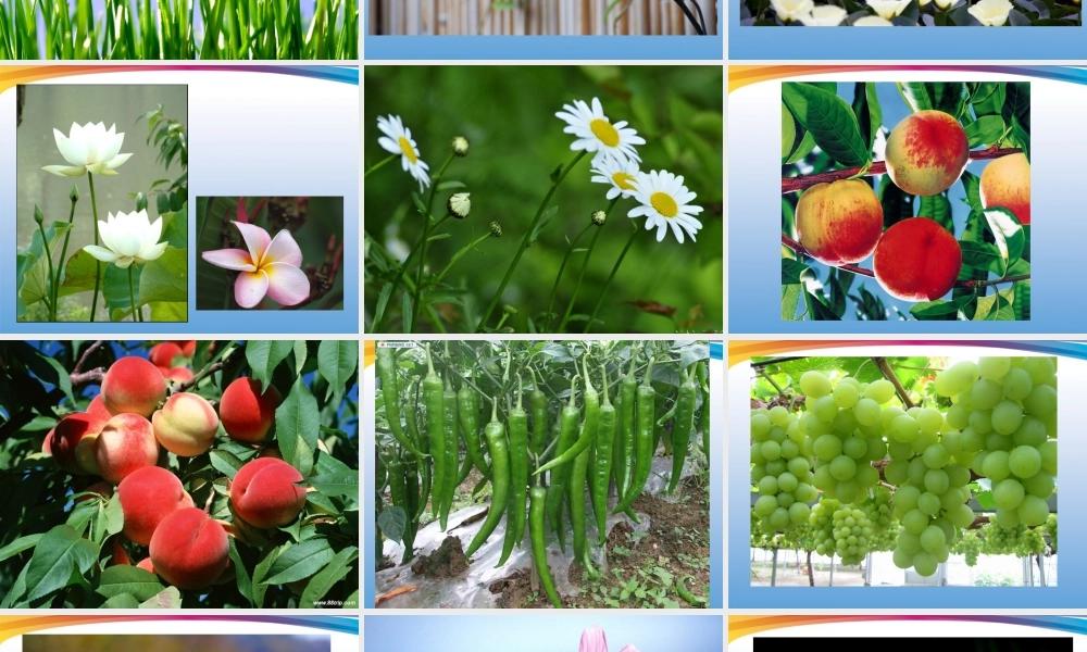 人美版小学美术4年级（下）第1课 植物写生 课件 人美版 (2).ppt