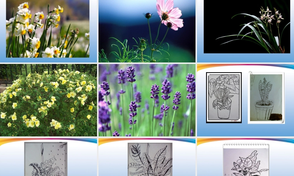 人美版小学美术4年级（下）第1课 植物写生 课件 人美版 (2).ppt