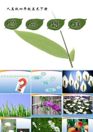 人美版小学美术4年级（下）第1课 植物写生 课件 人美版 (2).ppt