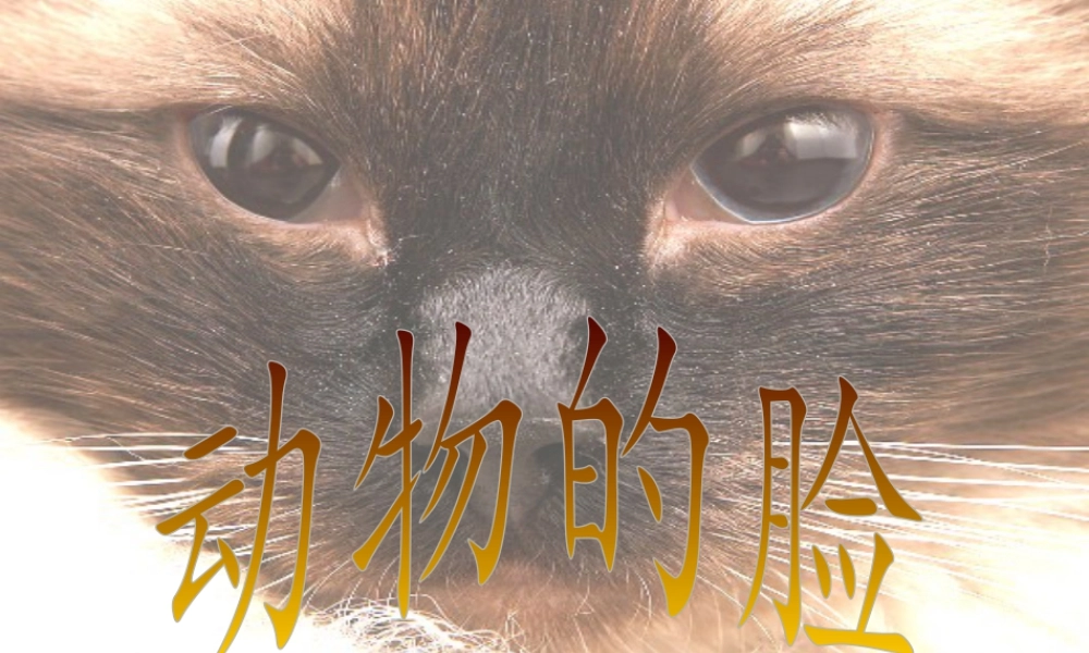 人美版小学美术4年级（下）第10课动物的脸.ppt