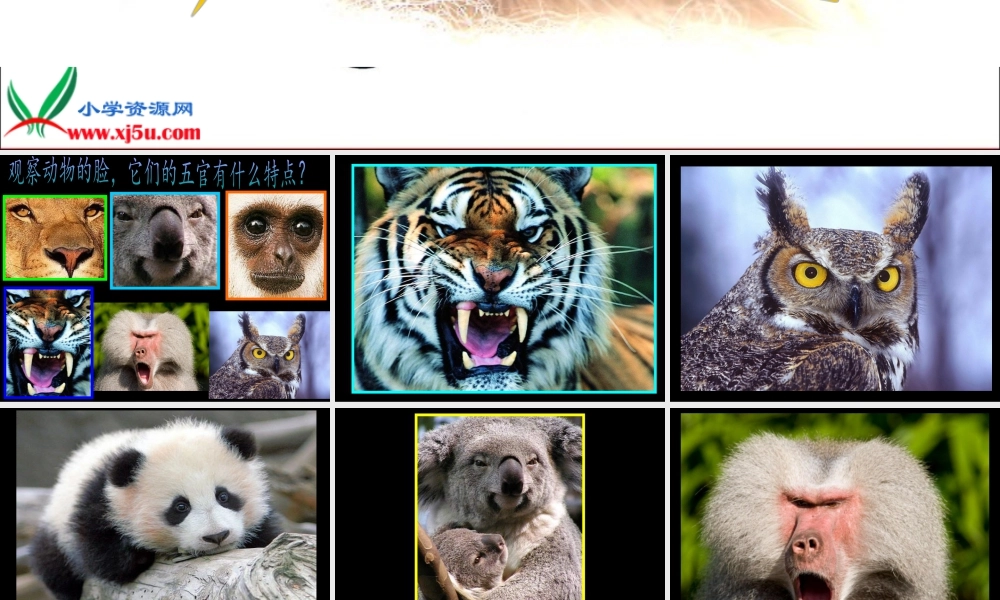 人美版小学美术4年级（下）第10课动物的脸.ppt