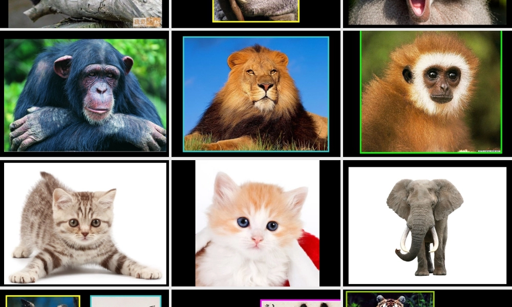 人美版小学美术4年级（下）第10课动物的脸.ppt