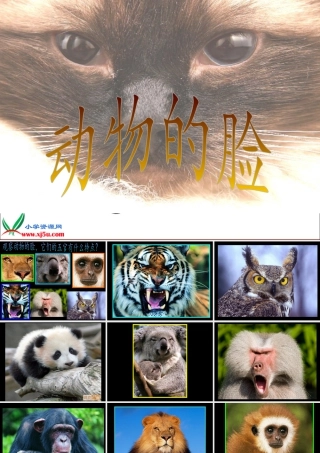 人美版小学美术4年级（下）第10课动物的脸.ppt