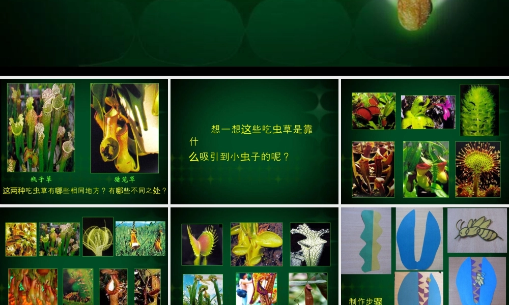 人美版小学美术二年级下册课时课件-《吃虫草》课件1.ppt