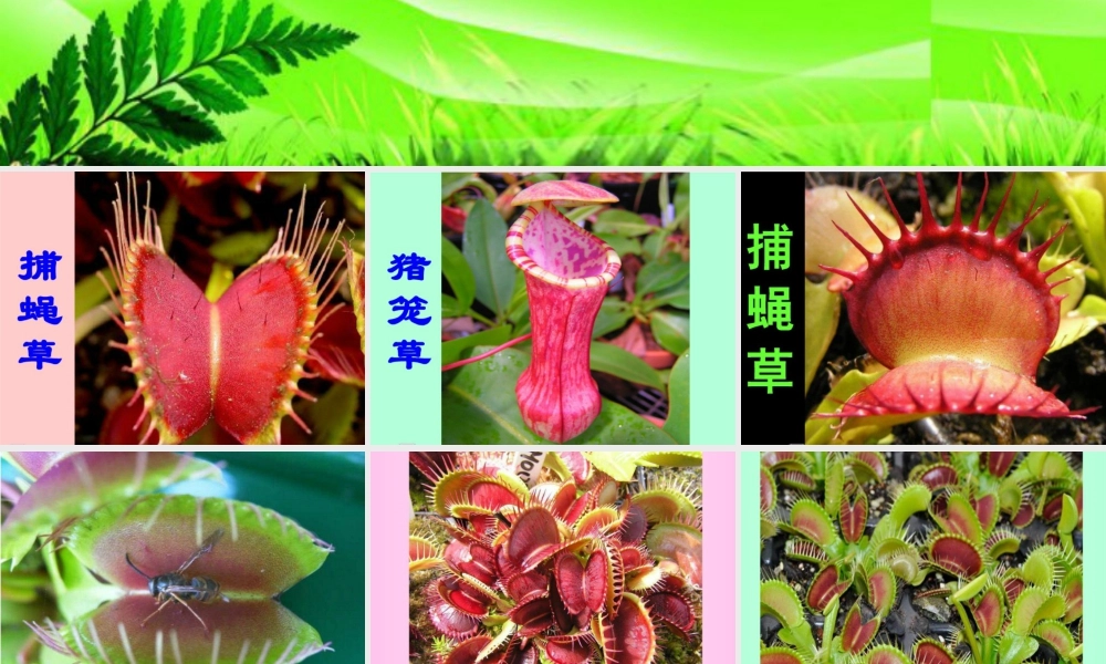 人美版小学美术二年级下册课时课件-《吃虫草》课件2.ppt