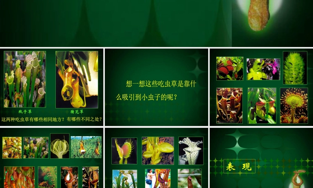 人美版小学美术二年级下册课时课件-《吃虫草》课件3.ppt