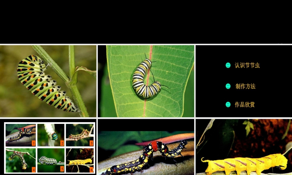 人美版小学美术二年级下册课时课件-《节节虫》课件2.ppt