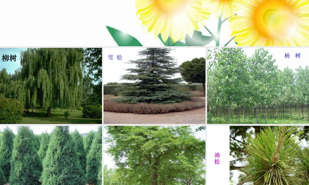 人美版小学美术二年级下册课时课件-《认识身边的树》课件1.ppt