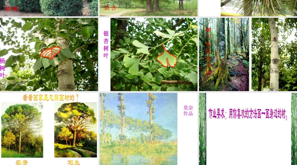 人美版小学美术二年级下册课时课件-《认识身边的树》课件1.ppt