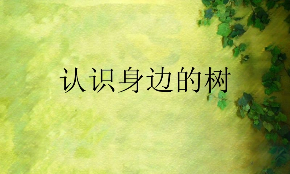 人美版小学美术二年级下册课时课件-《认识身边的树》课件2.ppt