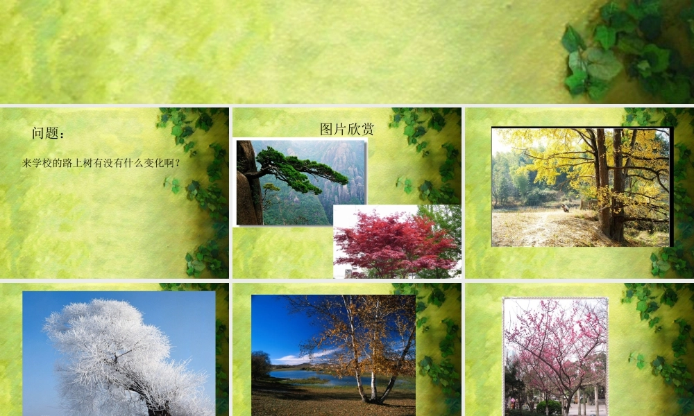人美版小学美术二年级下册课时课件-《认识身边的树》课件2.ppt