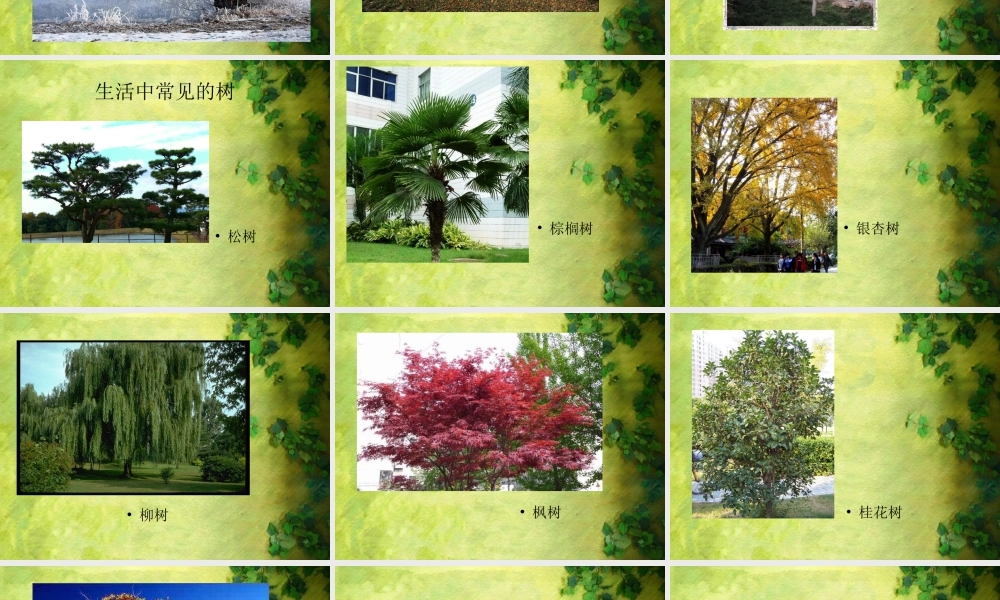 人美版小学美术二年级下册课时课件-《认识身边的树》课件2.ppt