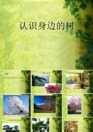 人美版小学美术二年级下册课时课件-《认识身边的树》课件2.ppt