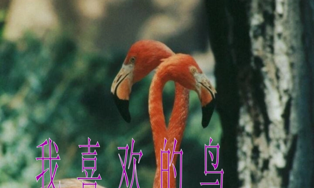 人美版小学美术二年级下册课时课件-《我喜欢的鸟》课件1.ppt