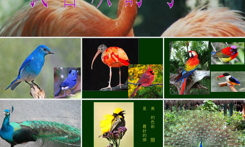 人美版小学美术二年级下册课时课件-《我喜欢的鸟》课件1.ppt