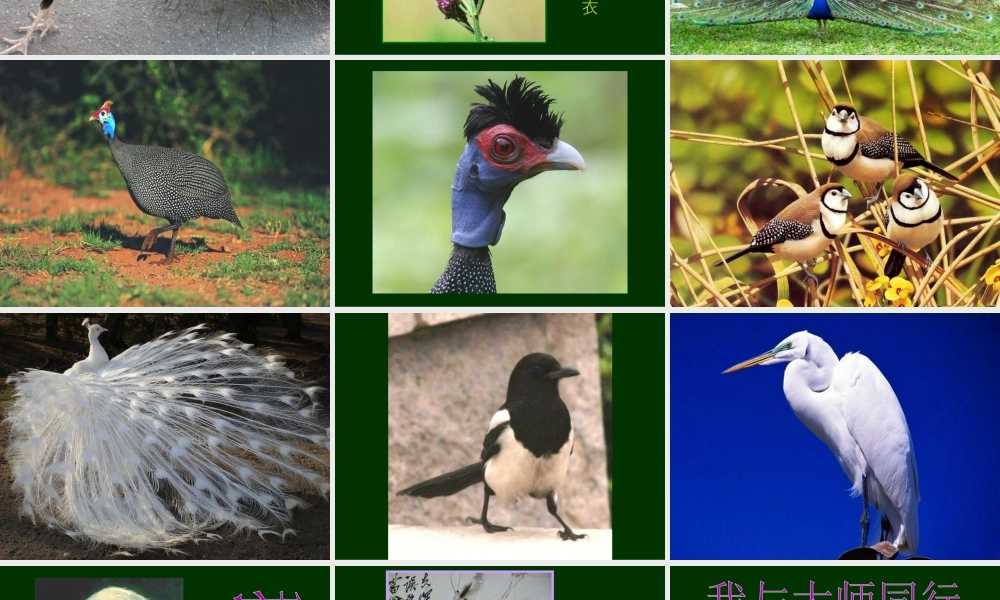 人美版小学美术二年级下册课时课件-《我喜欢的鸟》课件1.ppt