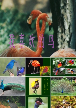 人美版小学美术二年级下册课时课件-《我喜欢的鸟》课件1.ppt