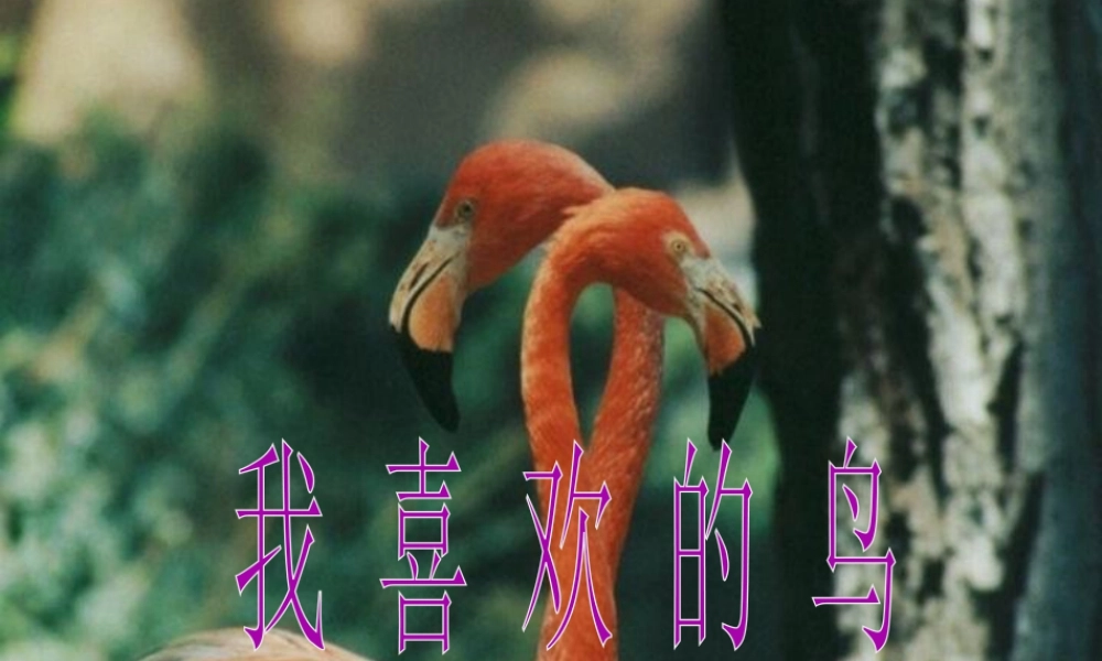 人美版小学美术二年级下册课时课件-《我喜欢的鸟》课件2.ppt