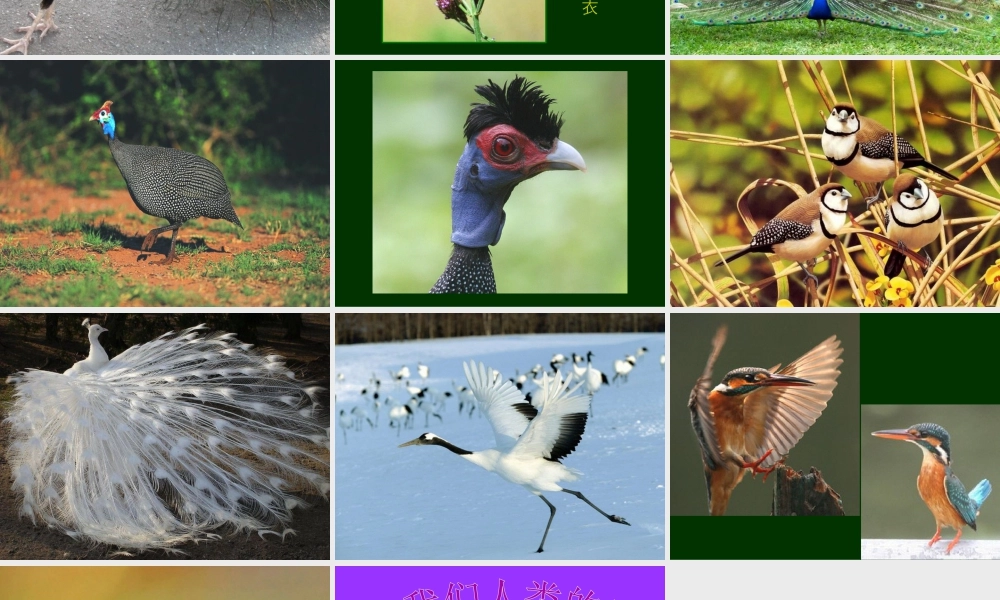 人美版小学美术二年级下册课时课件-《我喜欢的鸟》课件2.ppt