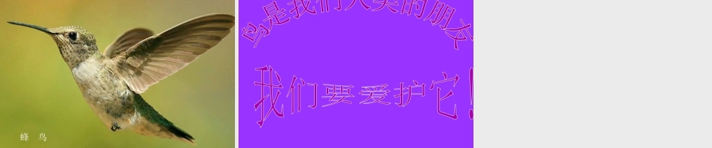 人美版小学美术二年级下册课时课件-《我喜欢的鸟》课件2.ppt