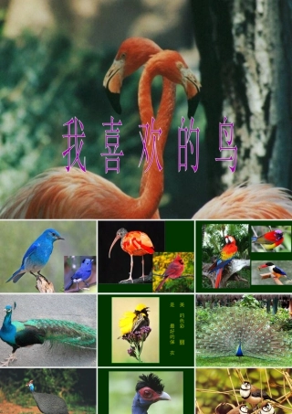 人美版小学美术二年级下册课时课件-《我喜欢的鸟》课件2.ppt