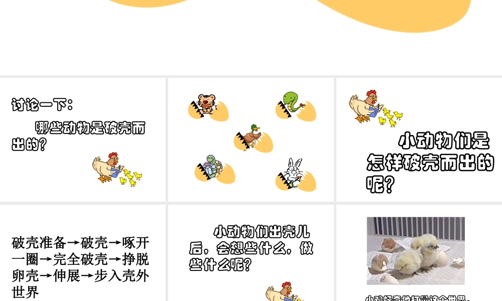 人美版美术一年级下册-《出壳了》课件1.ppt