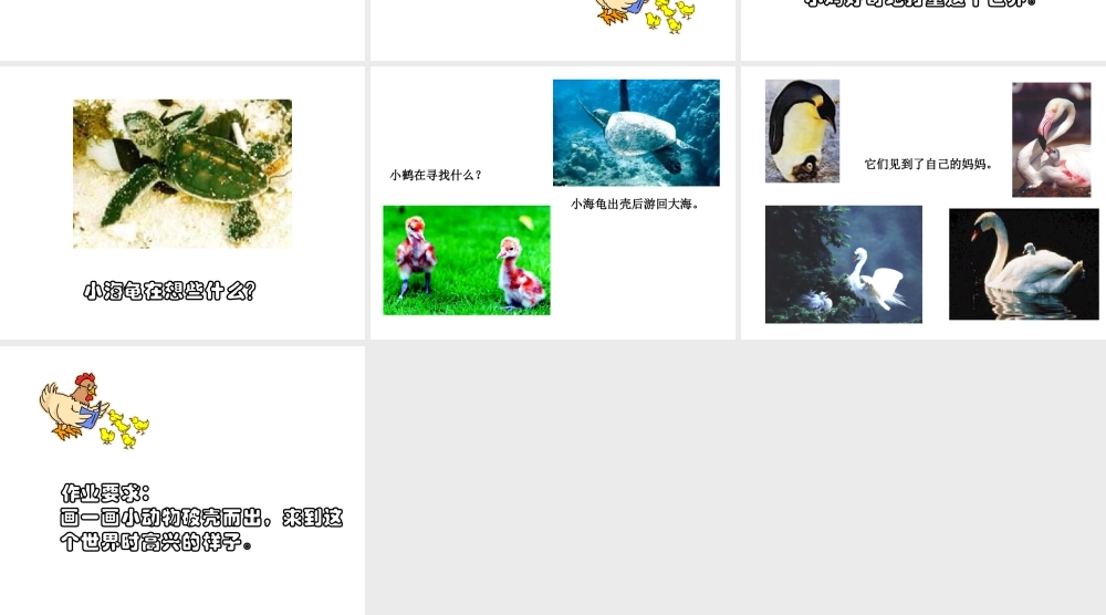 人美版美术一年级下册-《出壳了》课件1.ppt