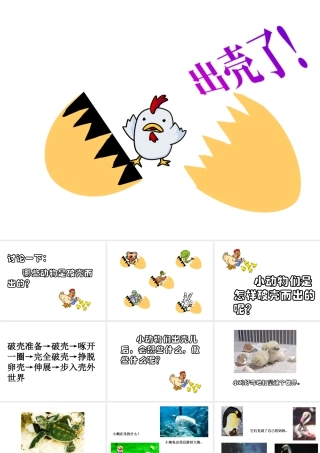 人美版美术一年级下册-《出壳了》课件1.ppt
