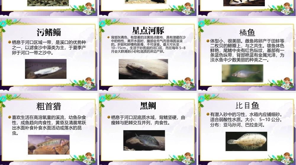 人美版美术一年级下册-鱼类的介绍.ppt