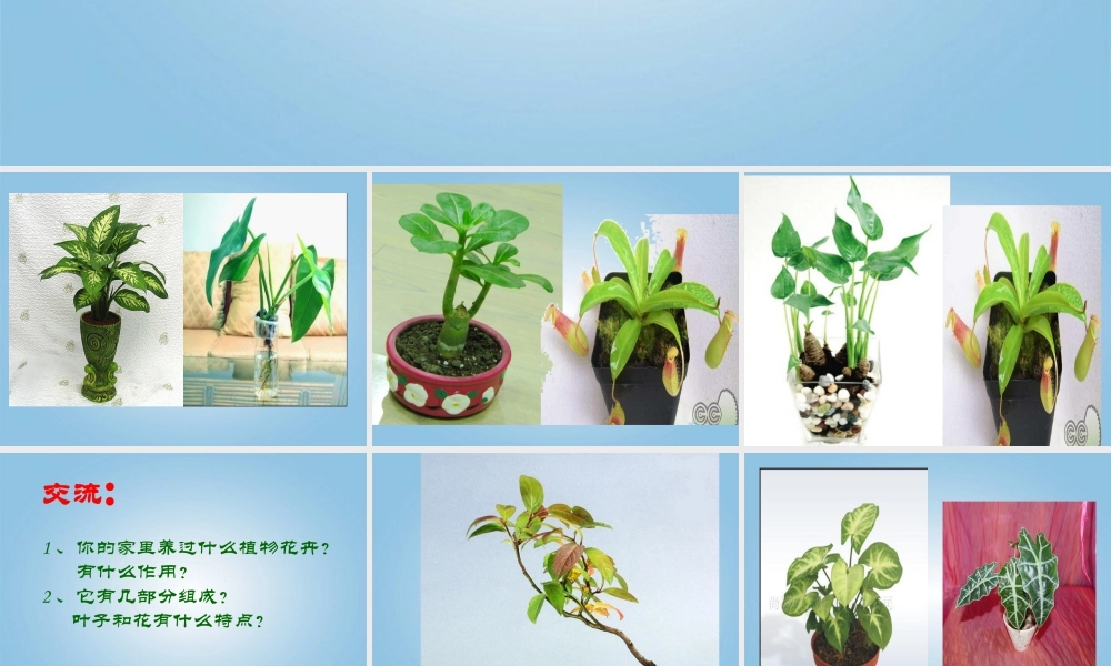 人美版小学美术4年级（下）第1课 植物写生 课件 人美版.ppt