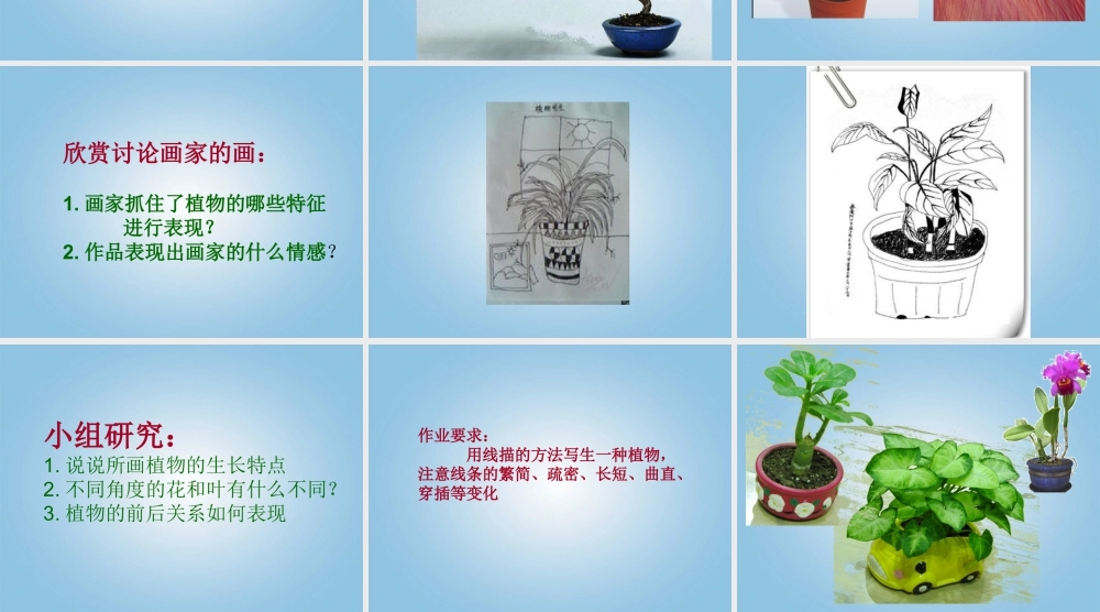 人美版小学美术4年级（下）第1课 植物写生 课件 人美版.ppt