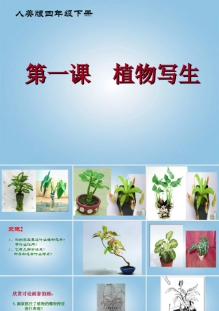 人美版小学美术4年级（下）第1课 植物写生 课件 人美版.ppt