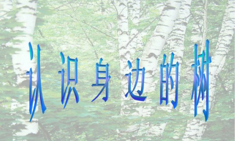 人美版小学美术二年级下册课时课件-《认识身边的树》课件3.ppt