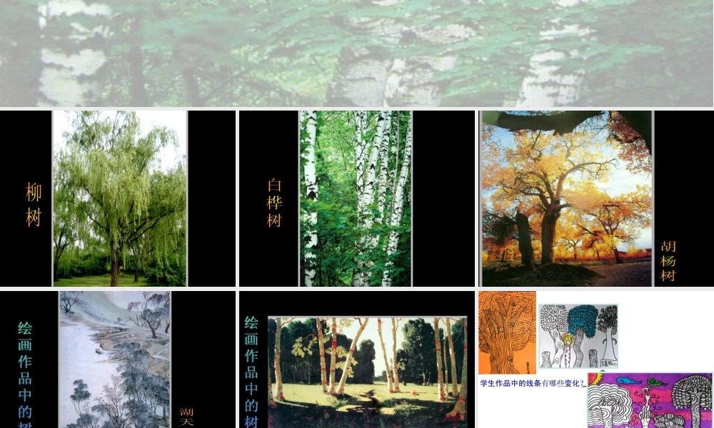人美版小学美术二年级下册课时课件-《认识身边的树》课件3.ppt